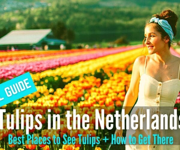 Tulips in Spring | Travel Guide to Keukenhof Garden & Best Places to See Tulip in the Netherlands
