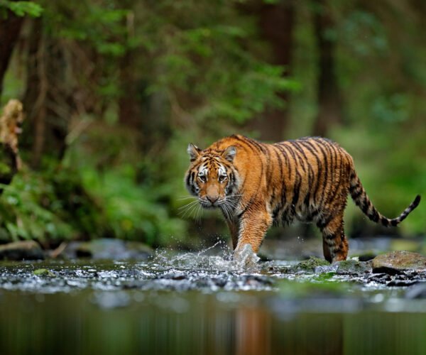 Madhya Pradesh, ‘Tiger State of India’