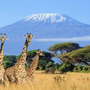 Kenya Entry Requirements For Americans The Easy Guide