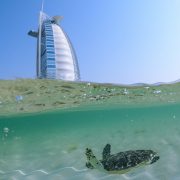 Jumeirah marks World Sea Turtle Day by releasing turtles back to their natural habitat