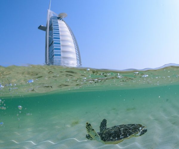 Jumeirah marks World Sea Turtle Day by releasing turtles back to their natural habitat
