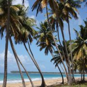 Palm tree lined beach in Miches, D.R.